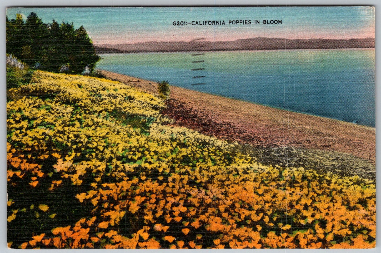 Vtg Linen Postcard Poppies Bloom San Francisco, CA 1940s