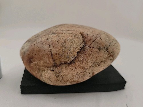 Real Dinosaur Egg Fossil Uv Reactive Permineralization fossil