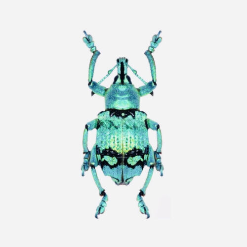 Eupholus Chevrolati getrocknete echte Insektenprobe Käfer Sammlung Geschenke für ihn - Bild 1 von 3