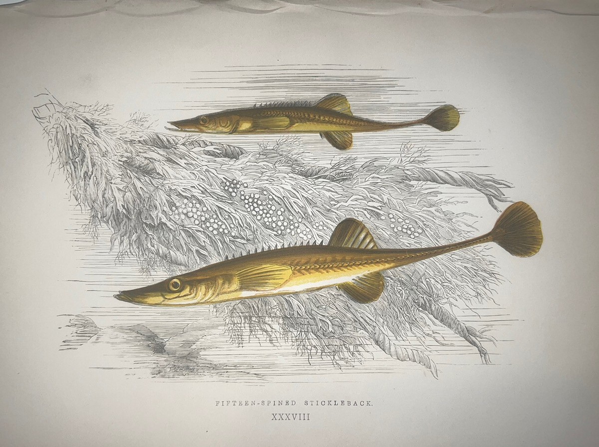 Couch 1877 Original Hand Colored Engraving British Fishes Superb