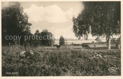 Dalarne Region Landscape Panorama Cattle Pasture Cows