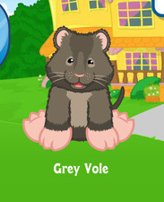 Webkinz Classic Grey Vole Virtual Adoption Code Only Messaged