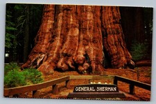 Postcard 1970s General Sherman Tree Sequoia Natl Park CA Giant Redwood