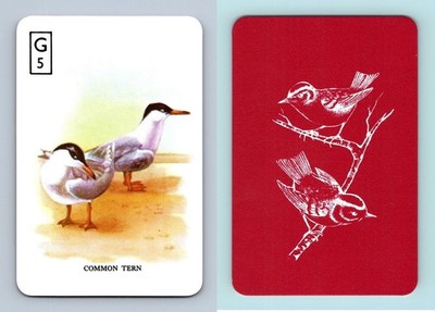 Common Tern #G5 British Birds Gibsons Games Card