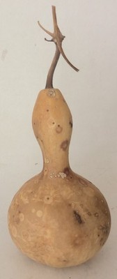 Dried Bottle Gourd ~4'' Wide 7'' Tall - Bird Houses, Bowls, Crafts, Decor