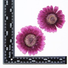 2PCS Real Pressed Dry daisy Flower, Large purple Flower Head for art FSS26 3