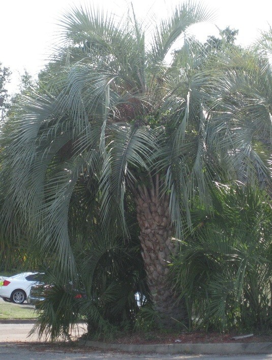 10 - 12 FT+ SILVER BLUE BUTIA ODORATA /JUBAEA HYBRID-HARDY 10°F