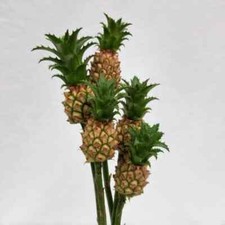 Fresh Miniatyre Pineapple Flowers