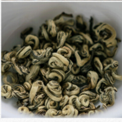 Premium Yunnan Plateau Organic Bi Luo Chun Pre-Ming Snail Spring Green Tea 250g