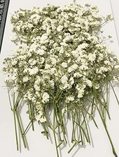 50 pcs White Baby's Breath Real Natural Dried Pressed Flowers for Resin Art