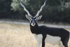 Black Buck Taxidermy Reference Photo Cd