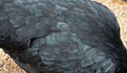 3 Ayam Cemani Hatching Chicken Eggs, Black skin and bones — photo 6