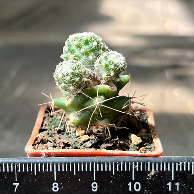 25-1245. P_ediocactus knowltonii SB 304 (Grafted)