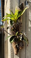 BROMELIAD MOUNTED CLUSTER ON DRIFTWOOD – 24" HANGING DISPLAY- FREE SHIPPING