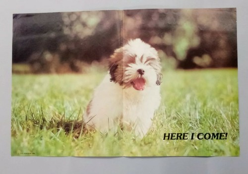 1982 Poster Dog Puppy 17" x 22" Troll  Book Club vintage reading associates MB 