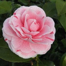 Camellia japonica 'Bonomiana' - Pink-Streaked Flowers, 1x 10L Pot