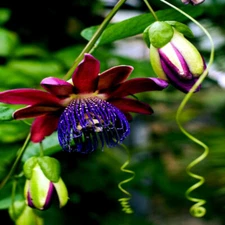 10 GIANT GRANADILLA SEEDS Passiflora quadrangularis Passionfruit Flower Plant 