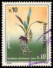 NEPAL 550c - Orchids "Cymbidium devonianum" pb38482 