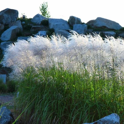 Miscanthus sinensis Memory 2L - Une variété merveilleuse à croissance rapide - Photo 1/4