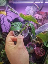Monstera Adansonii | Swiss Cheese Plant | Rooted Young Houseplant