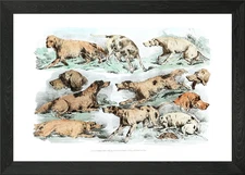 Illustration of hounds Framed Wall Art Poster Canvas Print Picture