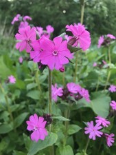 6 Perennial Wildflower Red Campion Plug Plants. Moths. Bees. Butterflies. Silene