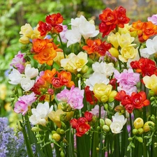 Easy to Grow Freesia Doubles Mix 15 Plant Bulbs, Fragrant Spring Flowers