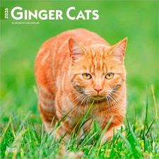Ginger Cats | 2026 12x24" (Hanging) Square Wall Calendar | Plastic-Free
