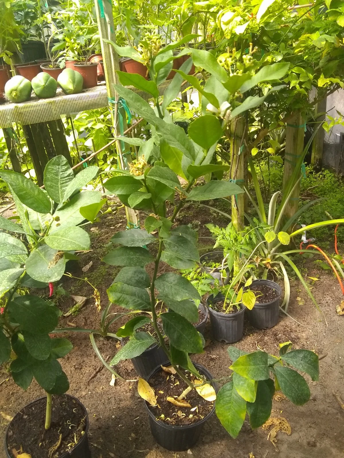 Mayer Lemon Tree in 2 gallon pot
