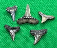 FIVE LEMON SHARK TEETH FOSSIL Negaprion Bone Valley Florida fossilized