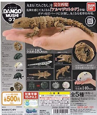 baby armadillo lizard for sale baby armadillo lizard for sale