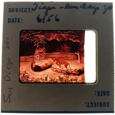 35mm Slide 1956 San Diego Zoo Tiger Animal Exhibit Southern California Big Cat