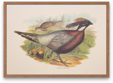 Vintage lithograph art print, Pheasant pair in nature, John Gould 1830s design