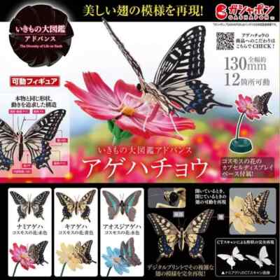 HC-1 Heartfelt Butterfly Medley コレクション The Diversity of Life on Earth Advance Swallowtail Butterfly