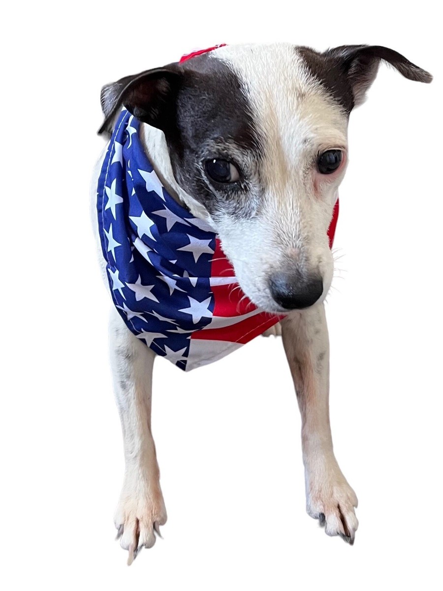 Dog American Flag Bandana Dog 4th of July Dog Bandana American
