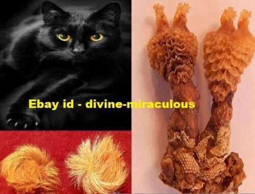 Original Energized Puja Billi Ki Jer Zer Billi ki Naal Nal Naval Cats Chord #01