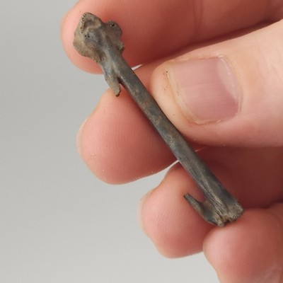 Avian Fossil Limb Bone - Bird - North Florida - Dinosaur - Pleistocene Ice Age