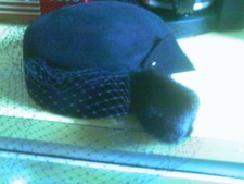 ANDRE BLACK WOOL BROWN MINK BLING PILL BOX HAT W/ VEILING VEIL HAT CANADA