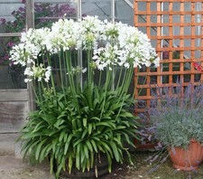 4 x Agapanthus White Superior Bulbs - Attracts Bees and other pollinators