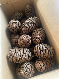 100x Giant Sequoia Pinecones For Crafts Holiday Decorations And More