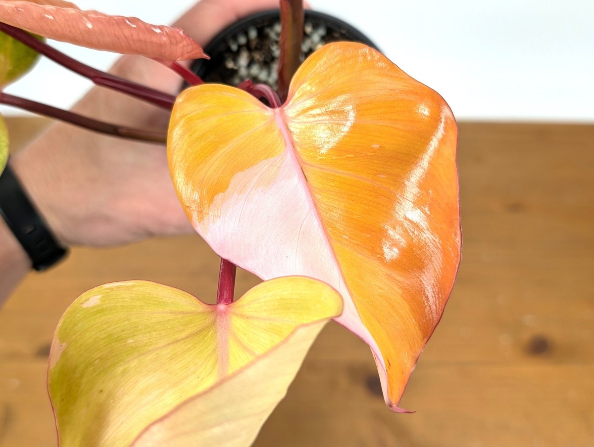 Philodendron Persimmon Princess | eBay