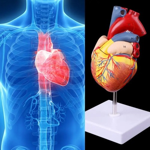 Mensch Herz Anatomisch Modell Set 1:1 Leben Größe Ungiftig Abnehmbare für Lehre - Bild 20 von 24