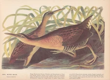 Audubon 1942 Vintage Birds #203 "King Rail" Full Color Art Plate Lithograph