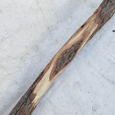 52'' Diamond Willow Carving Staff Wood Blank Walking Stick Nice