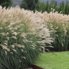 Miscanthus sinensis Gracillimus MAIDEN GRASS Seeds!