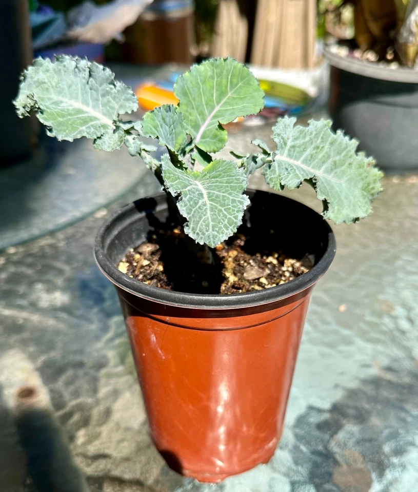 Purple Tree Collards /Kale Perennial Cuttings(3) or Rooted Plant: Food Security! - Image 2 of 4
