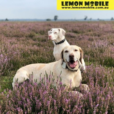 Pet Tracker SIM Card Australia 4G GPS Dog Cat Collar No Subscription Multi-Year