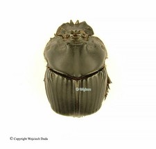 Phanaeus for collectors | Horned Rhinoceros Dung Beetles
