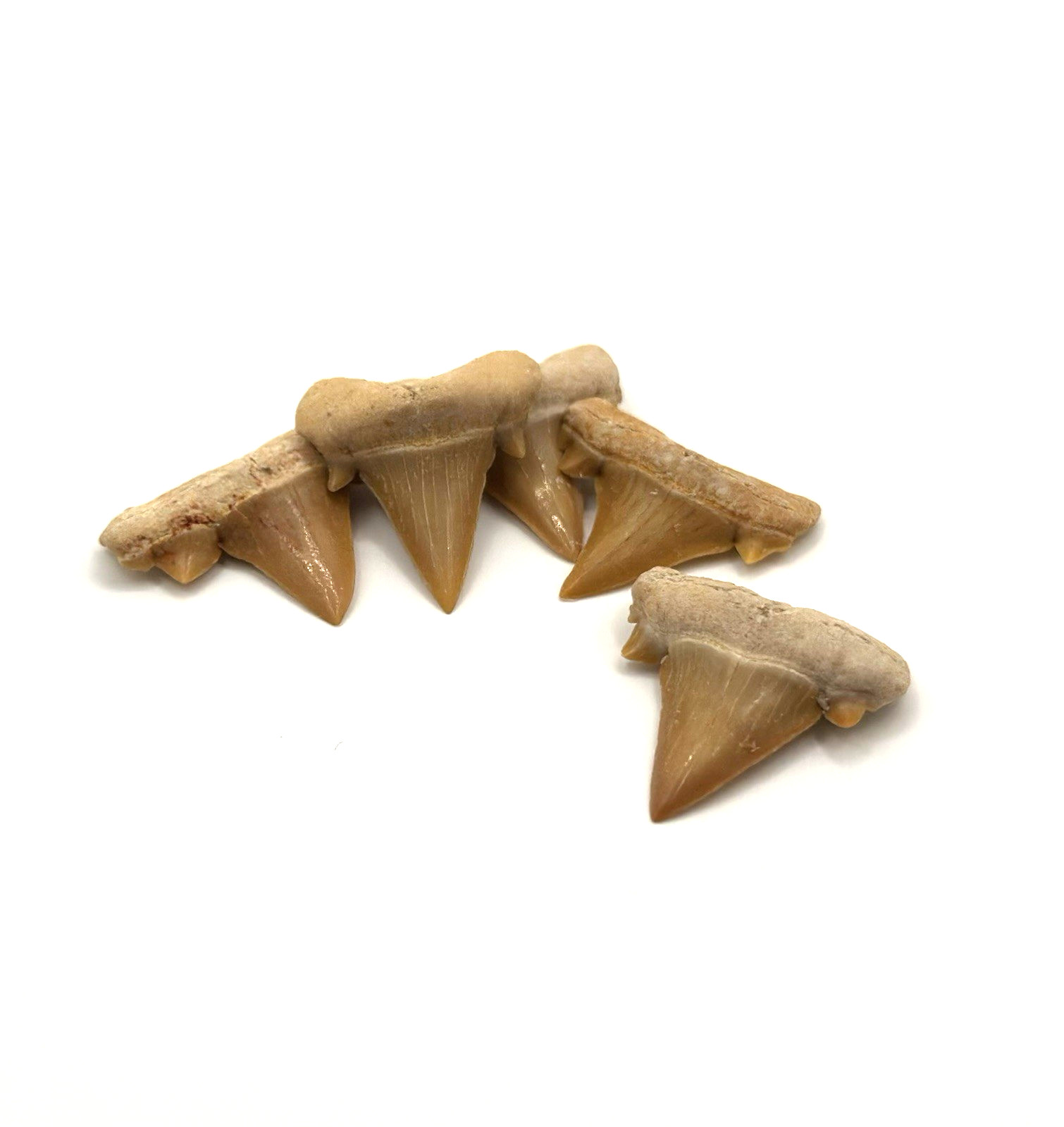 Lot of 5 Shark Teeth Fossil 1-2cm Morocco Approx 60 Million Years Paleocene