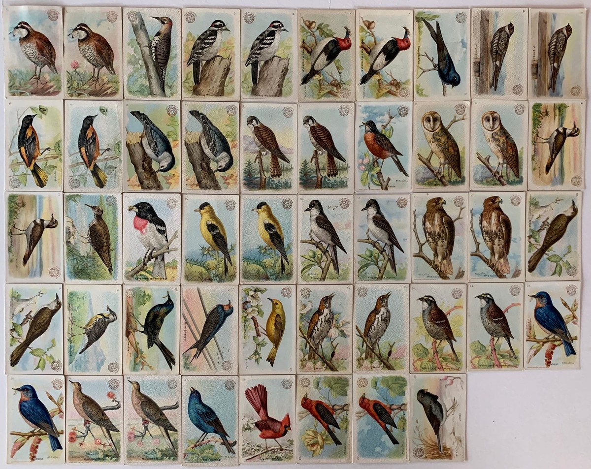 Useful birds of America 30 Card Set 1st Series +18 Variants 1908 Arm &  Hammer J-